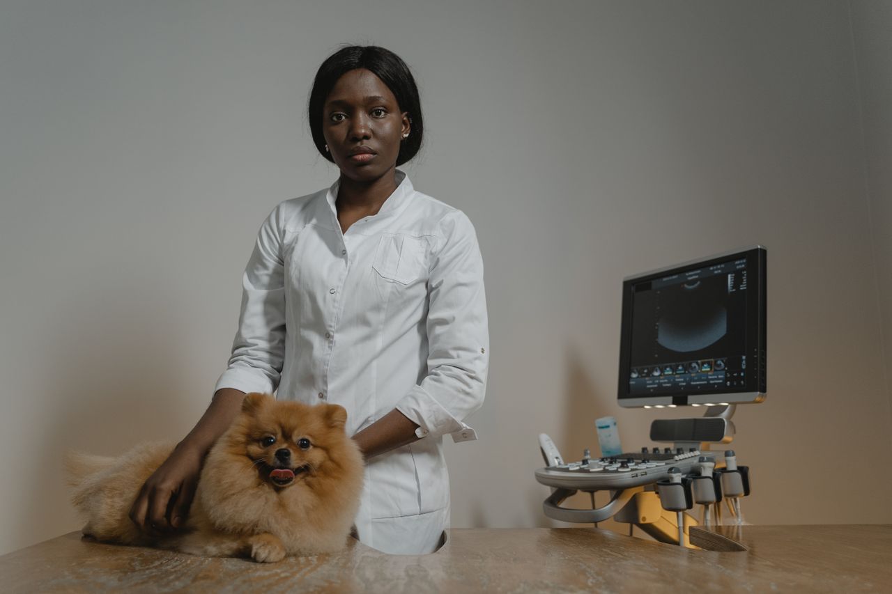 A veterinarian examining a Pomeranian dog using an ultrasound machine in a clinic setting.