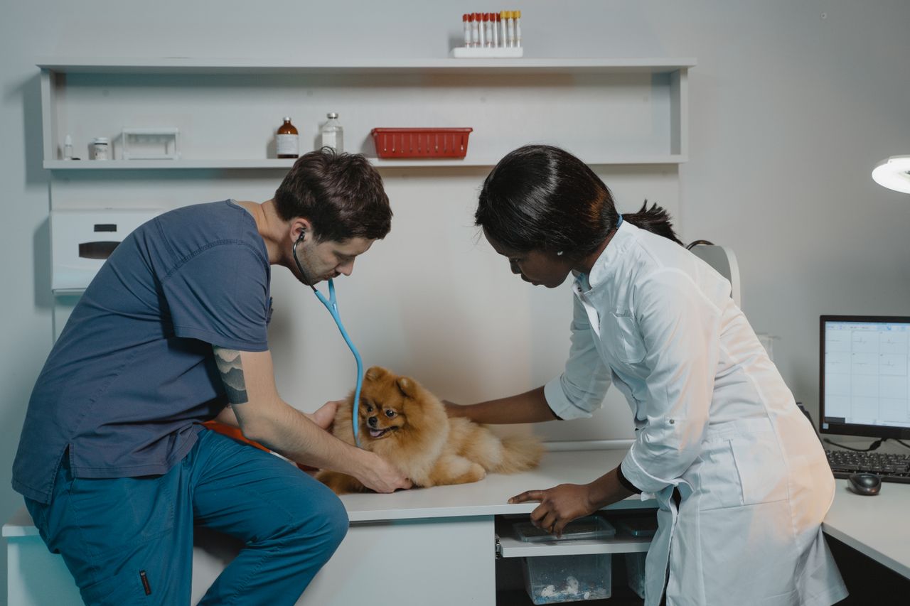 About Veterinarian team examining a Pomeranian dog at a clinic, ensuring pet health.