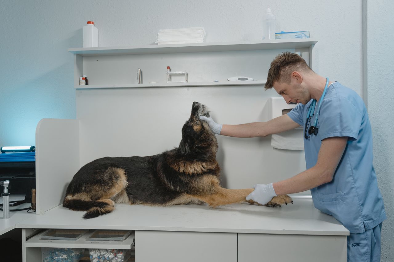 The Art of Drawing Readers In: Your attractive post title goes here A veterinarian checks a German Shepherd dog in a sterile clinic environment.