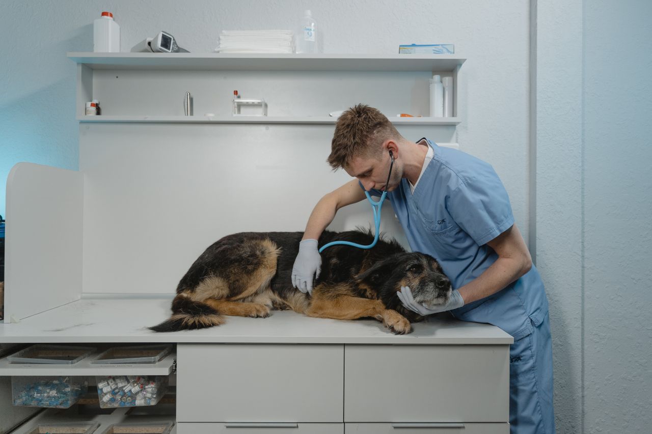 Crafting Captivating Headlines: Your awesome post title goes here A veterinarian in scrubs examines a dog using a stethoscope in a clinic.