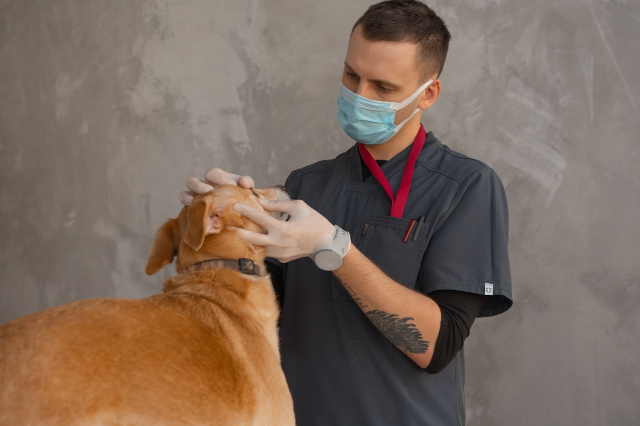 Mastering the First Impression: Your intriguing post title goes here A professional veterinarian in mask examines a dog indoors during a checkup.